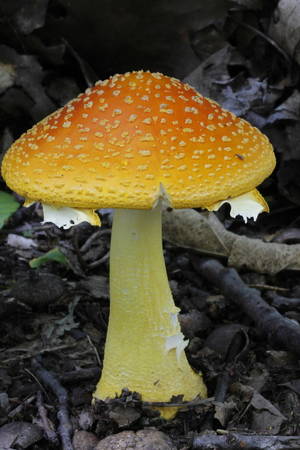 Amanita - © General Index