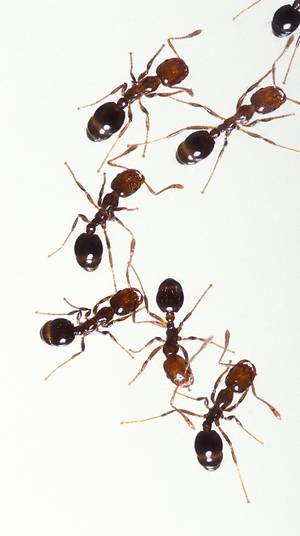 Ant - © General Index