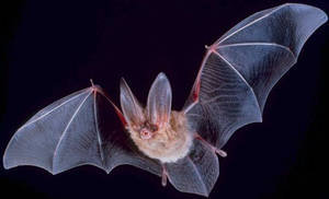 Bat - © General Index