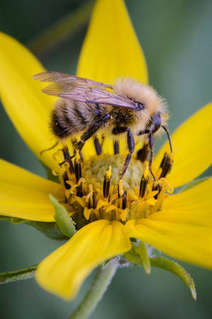 Bee - © General Index