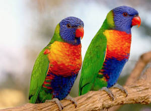 Bird - © General Index