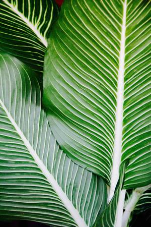 Botanica - © General Index