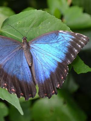Butterfly - © General Index