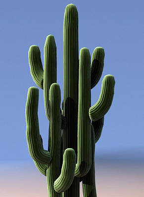 Cactus - © General Index