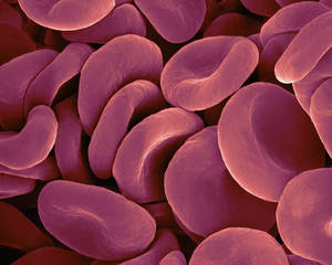 Cells - © General Index