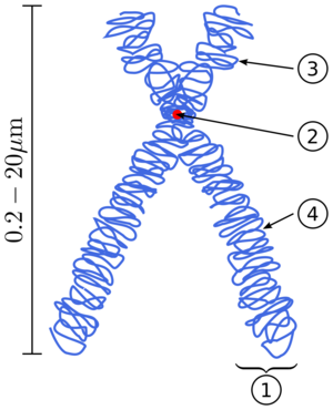 Chromosome - © General Index