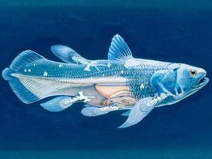 Coelacanth - © General Index