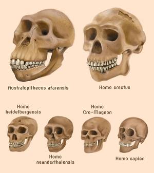 Evolution - © General Index