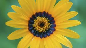 Flower - © General Index