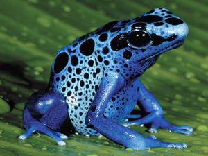 Frog - © General Index