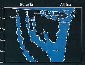 Homo - © General Index