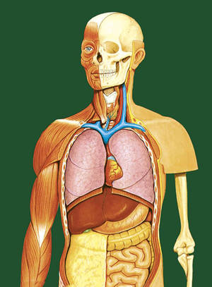 Human - © General Index