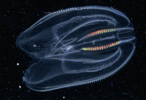 Jellyfish - © General Index