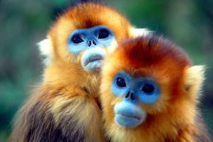 Primate - © General Index