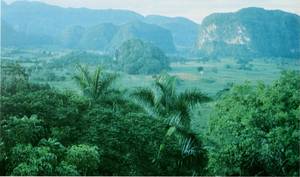 Rainforest - © General Index