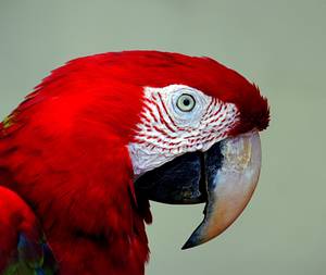 Red - © General Index