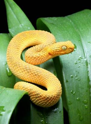 Reptilian - © General Index