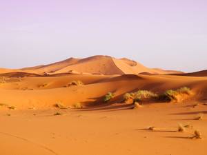 Sahara - © General Index