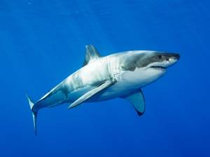 Shark - © General Index