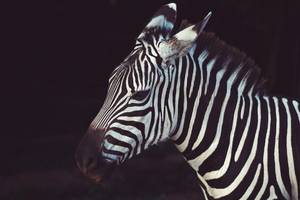 Zebra - © General Index